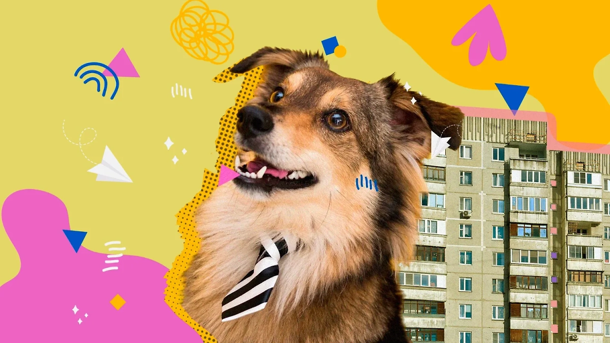 Содержание больших собак в малогабаритных квартирах: ответственность и последствия. Коллаж © Life.ru. Фото © Freepik, © Shutterstock / FOTODOM / Balakate