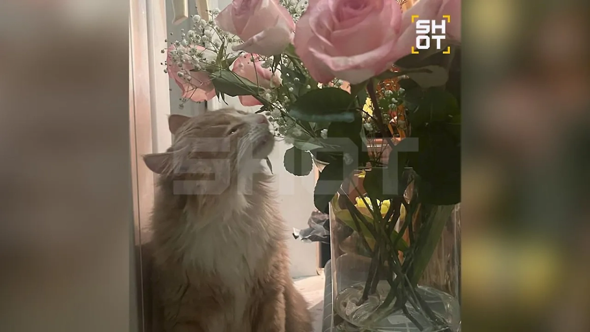 Животные попали в ветклиники. Фото © SHOT