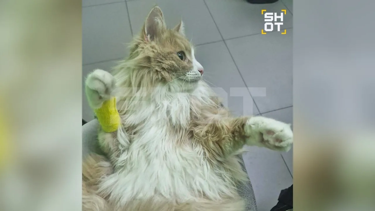 Животные попали в ветклиники. Фото © SHOT