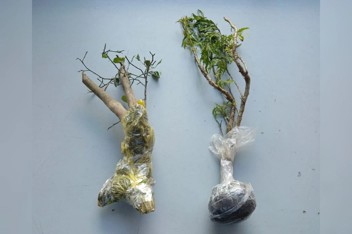 Лимонные деревья. Фото © Управление Россельхознадзора по Иркутской области и Республике Бурятия