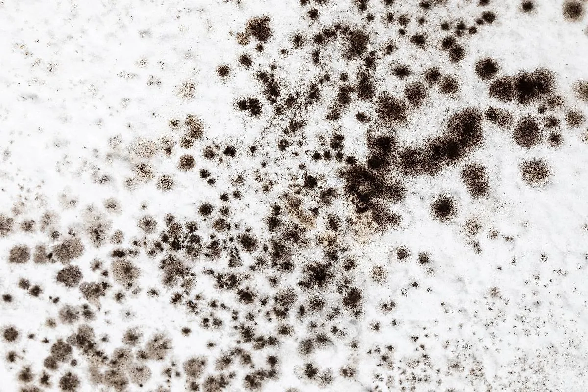 Чёрная плесень может вызвать астму, аллергию, аспергиллёз и прочее подобное. Фото © Shutterstock / FOTODOM / Peter Togel