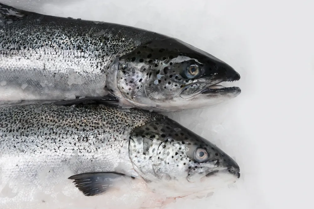 В России продают форель с канцерогенным красителем. Обложка © Shutterstock / FOTODOM / jakubkowalski-foto