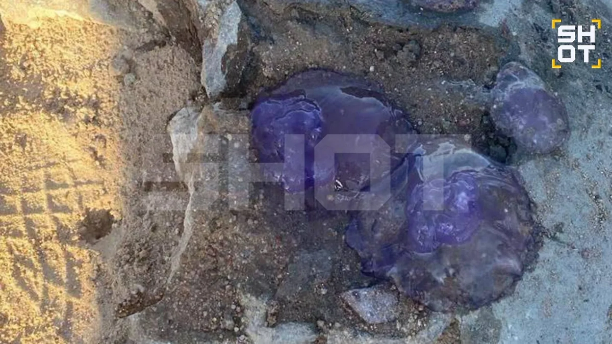 Медузы. Фото © SHOT