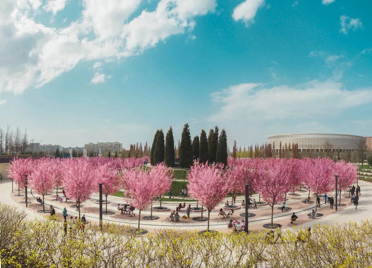 В Краснодаре начала цвести слива, которая похожа на японскую сакуру. Обложка © Telegram / Заметки Южанина. Кокорин Роман