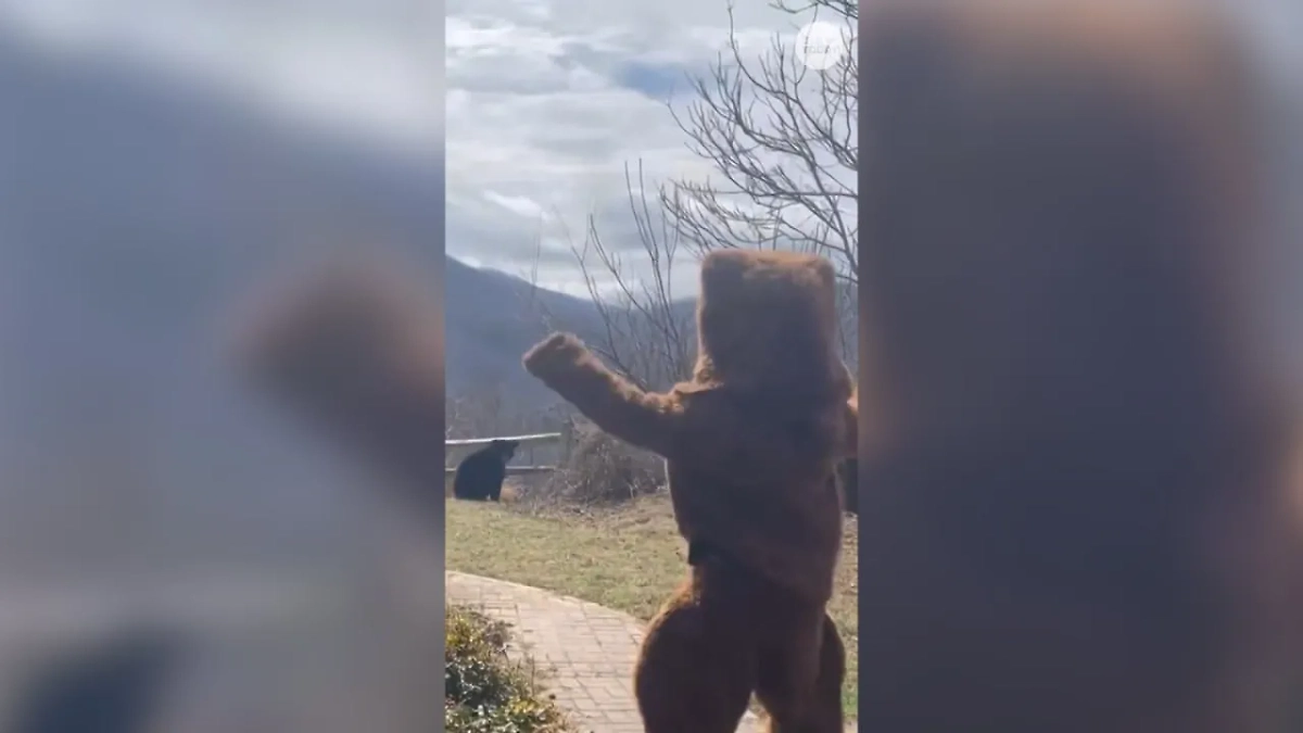 Мужчина переоделся в медведя в США. Обложка © X / usatodayvideo