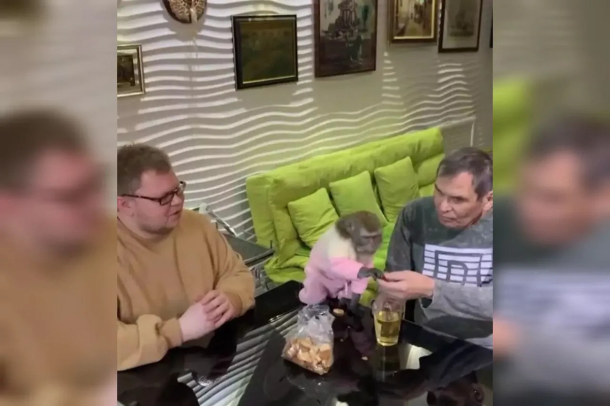 Макака Маша чуть не отправила Бари Алибасова на тот свет, но продюсер стал любить её ещё сильнее. Фото © Instagram (признан экстремистской организацией и запрещён на территории Российской Федерации) / vadim_gorzhankin