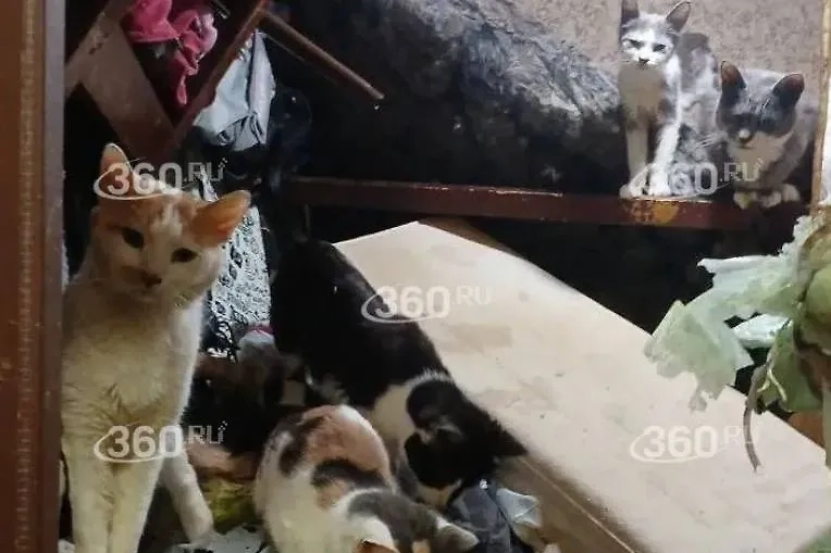 Кошки, которых заперла москвичка в квартире. Фото © 360.ru