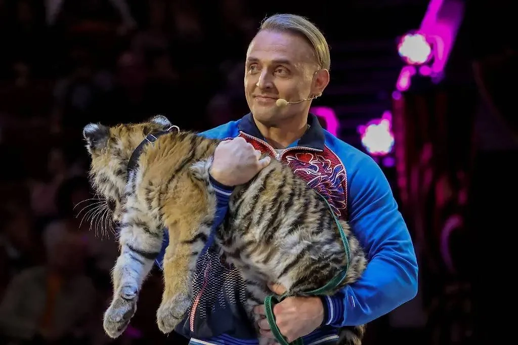 Аскольд Запашный содержит домашнего тигра. Рикки для него обычный питомец, как для нас померанский шпиц. Фото © ТАСС / Софья Сандурская