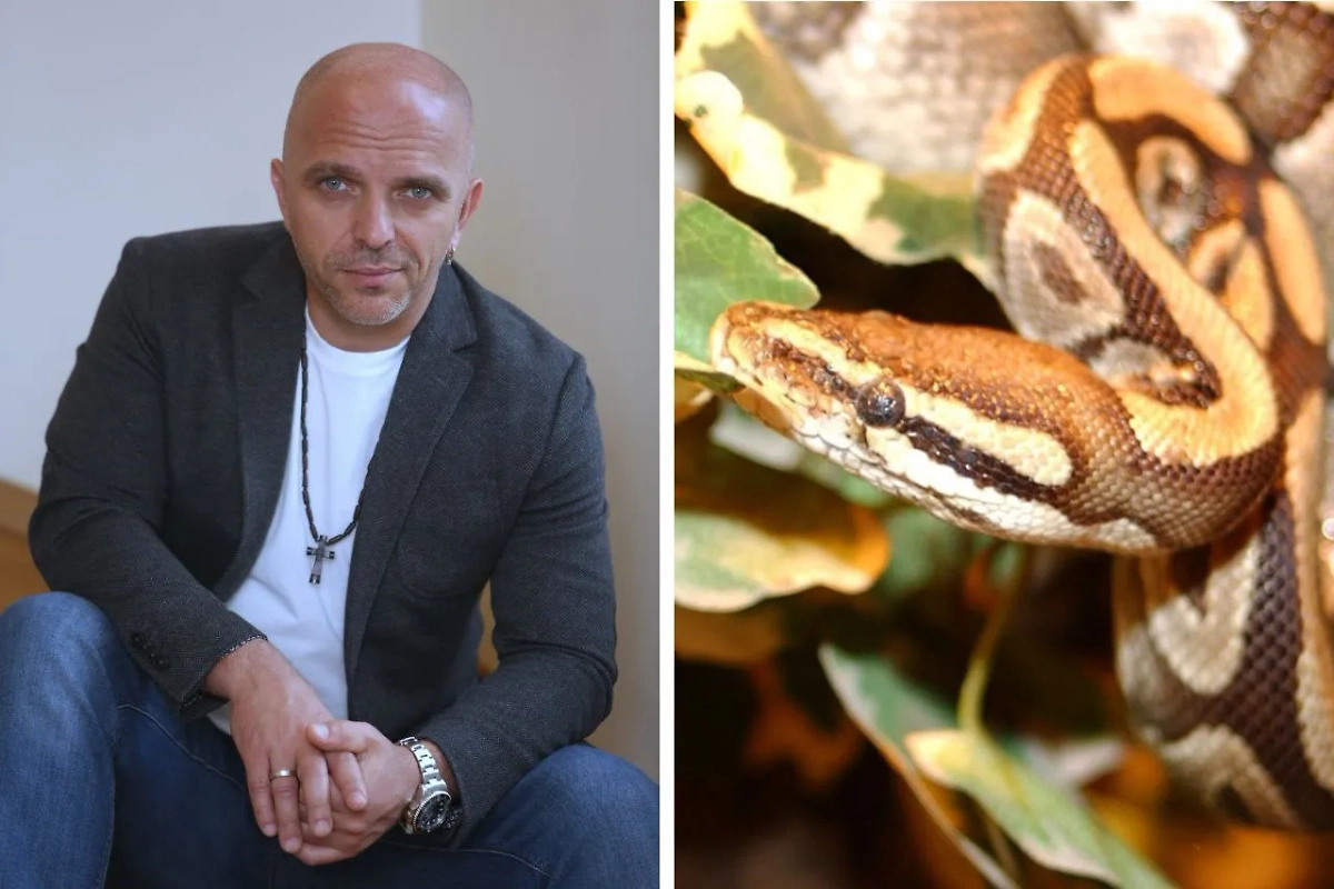 Александр Шоуа любит змей после мультика «Рикки-Тикки-Тави». Фото © Wikipedia / Jeffdelonge, © ТАСС / Вадим Тараканов