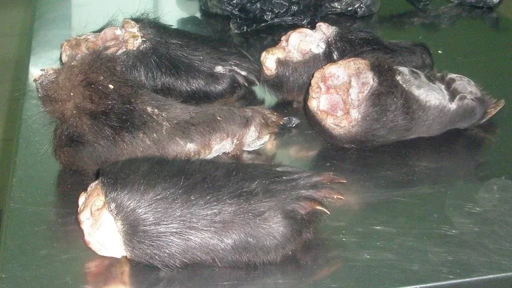 Лапы гималайского медведя. Фото © Федеральная таможенная служба