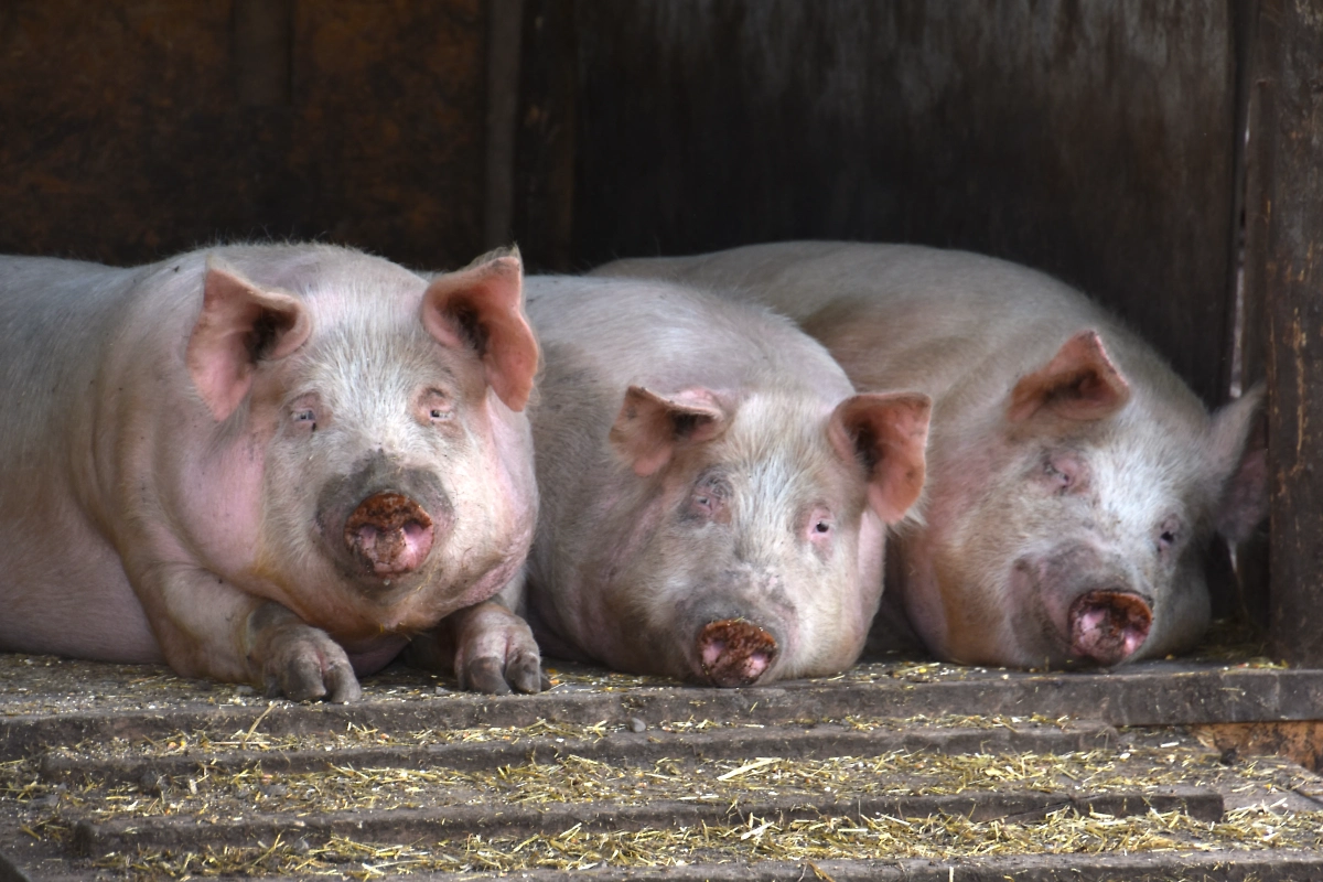 Обложка © Shutterstock / FOTODOM /matej_z