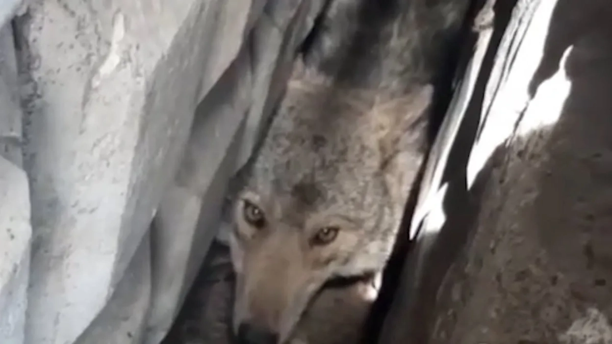 Застрявший волк в Биробиджане. Обложка © Telegram / МЧСЕАО