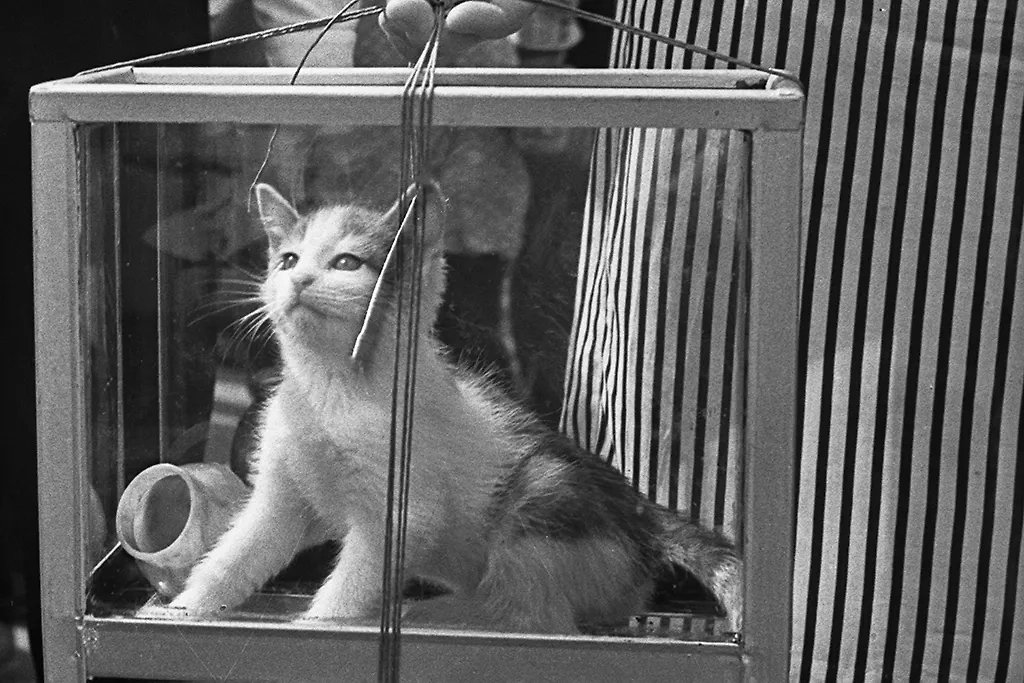 Коты в СССР: 10 уникальных фотографий пушистых свидетелей эпохи. Фото © ТАСС / Пётр Носов