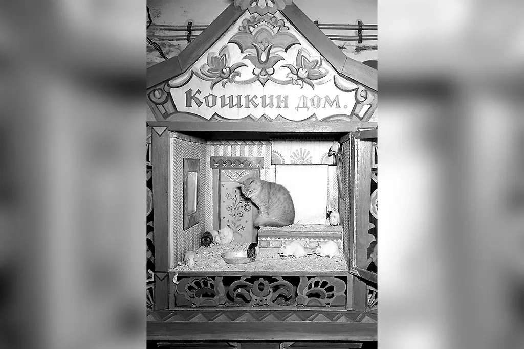 Пушистая ностальгия: 10 фотографий котов из советского прошлого. Фото © Фотохроника ТАСС