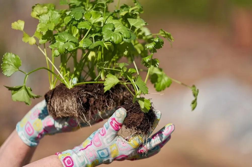 Выращивание корневого сельдерея через рассаду: сроки 2025 года. Фото © Shutterstock / FOTODOM / ROMAN DZIUBALO