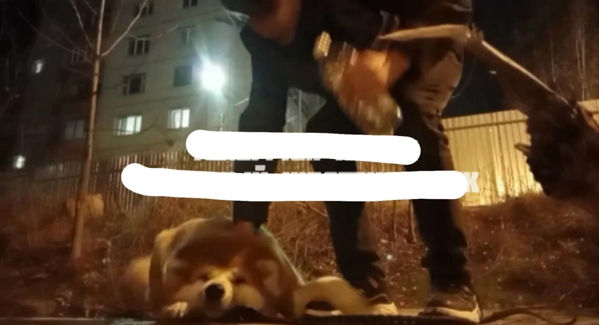 Кадры издевательств над псом оказались в Сети. Фото © Telegram / Екатерина Мизулина
