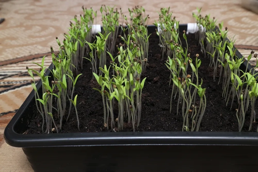 Оптимальные сроки посадки рассады в Центральной России в 2025-м. Фото © Shutterstock / FOTODOM / Zamrykota Nina