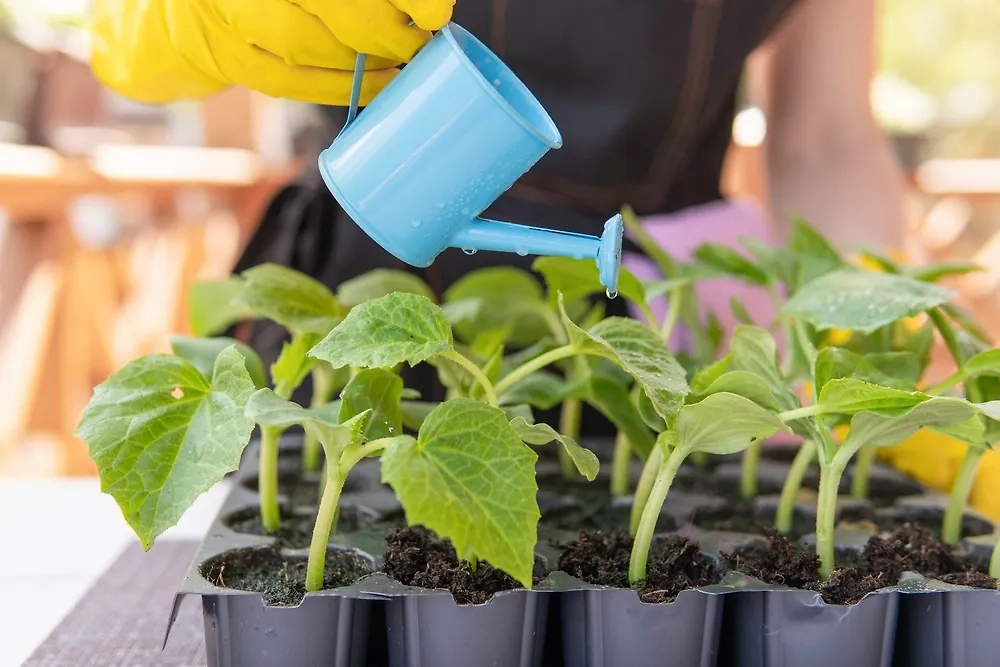 Когда и как сажать семена огурцов на рассаду в 2025 году. Фото © Shutterstock / FOTODOM / Luca9257