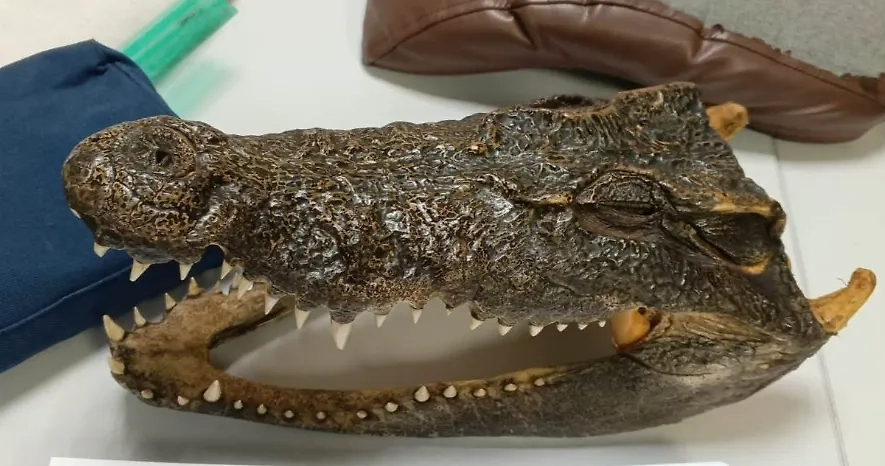 Голова крокодила. Обложка © Приволжское таможенное управление