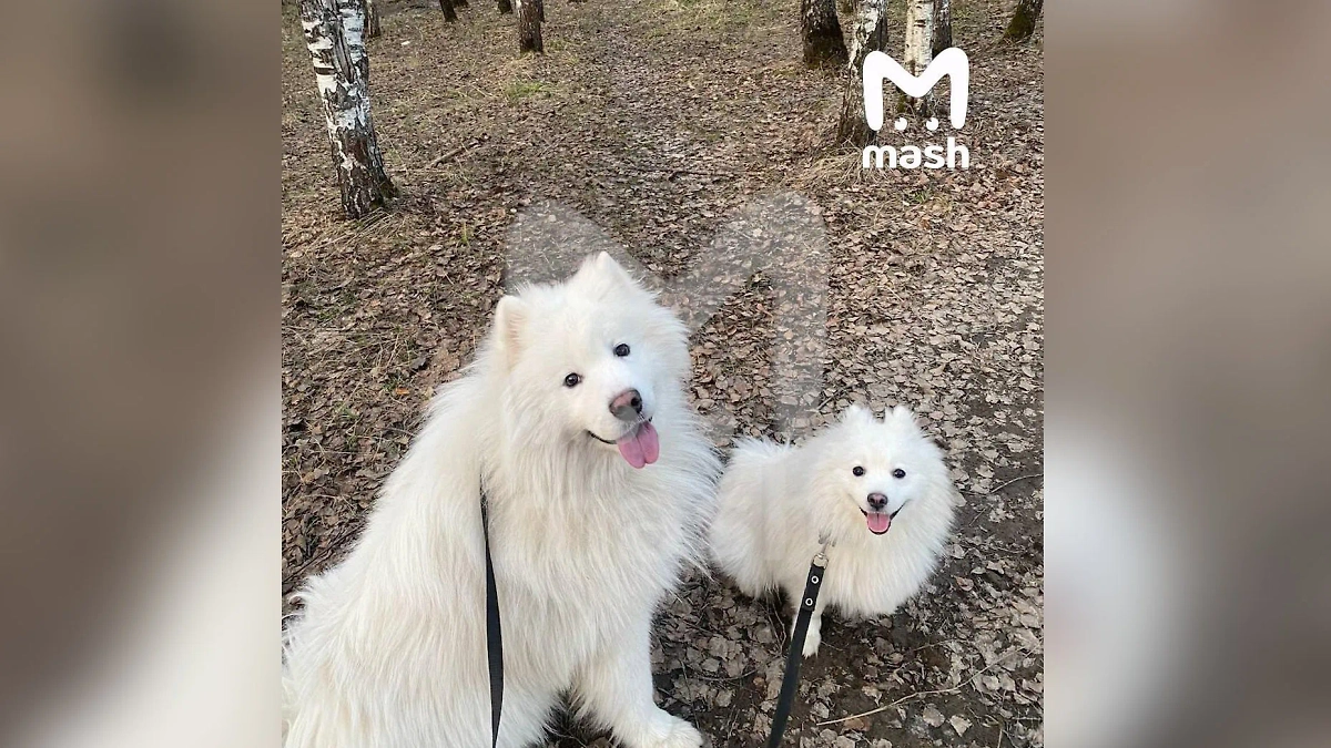 Собаки Лии — самоед и шпицесамоед. Обложка © Telegram / Mash
