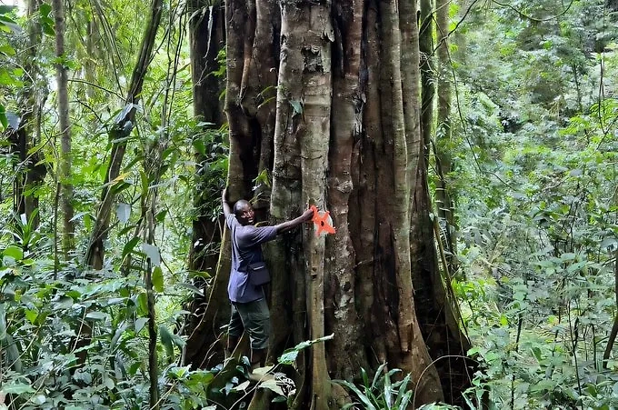 В Танзании нашли новый вид гигантских деревьев. Обложка © Х / Phys.org