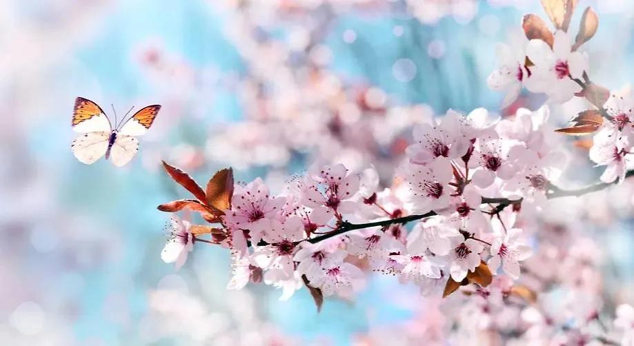 В Японии стартовал сезон цветения сакуры. Обложка © Shutterstock / FOTODOM / Belight