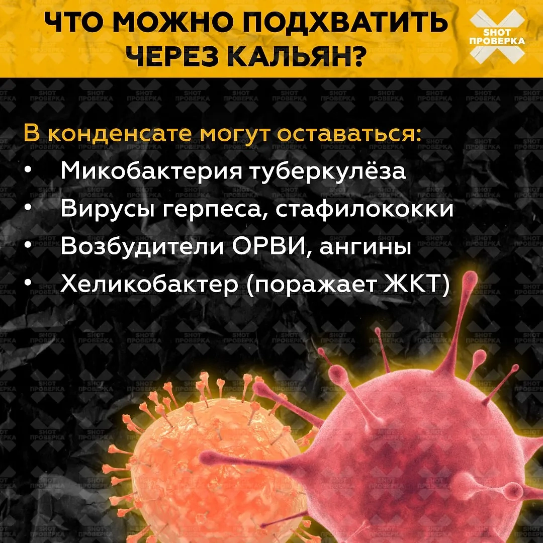 Конденсат может содержать бактерию туберкулёза, вирусы герпеса и стафилококки, возбудители ОРВИ и ангины, хеликобактер. Изображение © SHOT ПРОВЕРКА