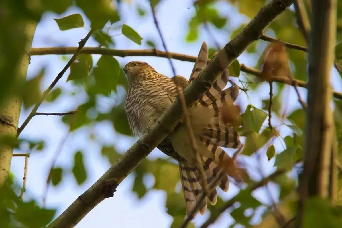 Ястреб-перепелятник. Фото © Пресс-служба Департамента природопользования и охраны окружающей среды города Москвы