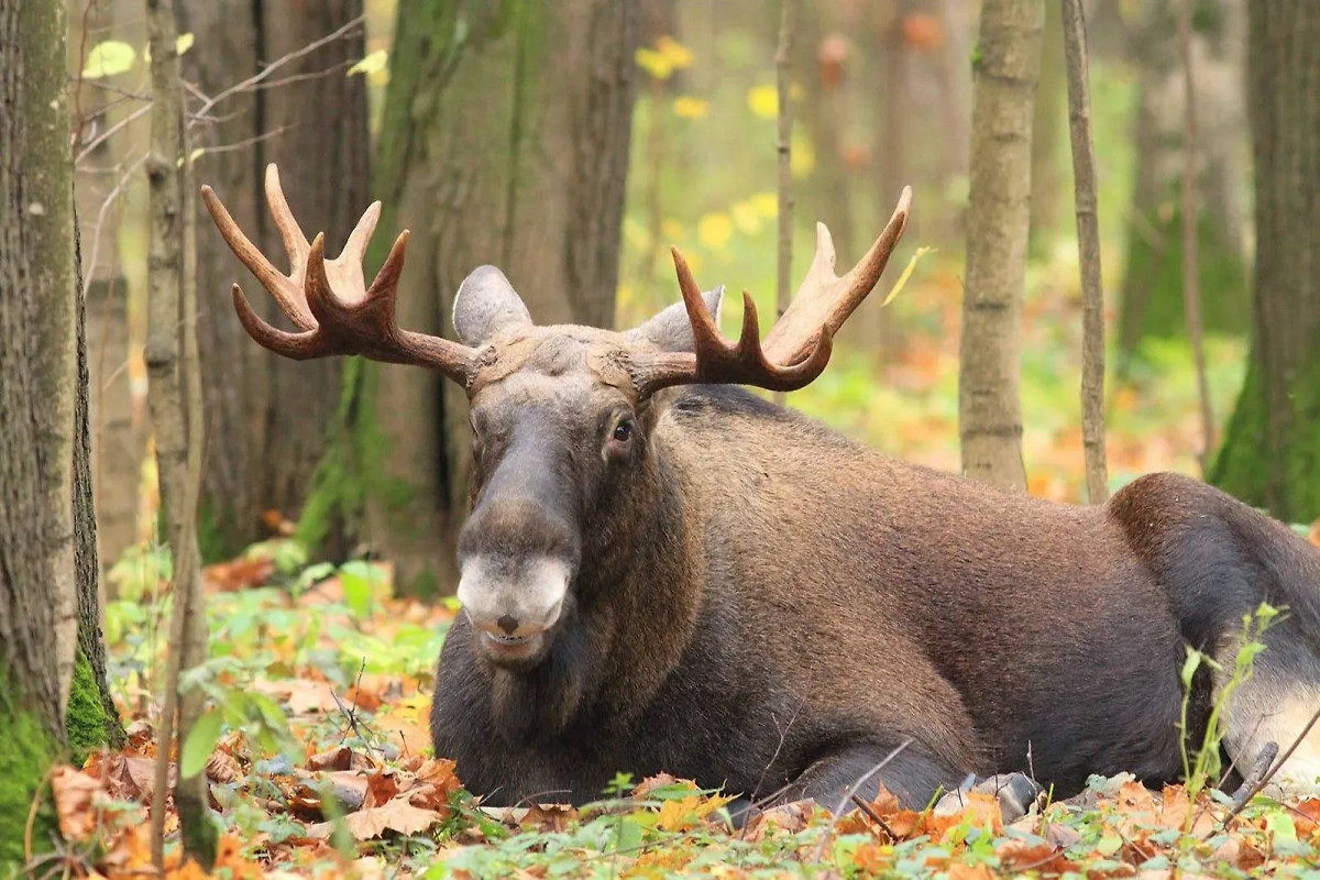 Лось. Фото © Пресс-служба Департамента природопользования и охраны окружающей среды города Москвы