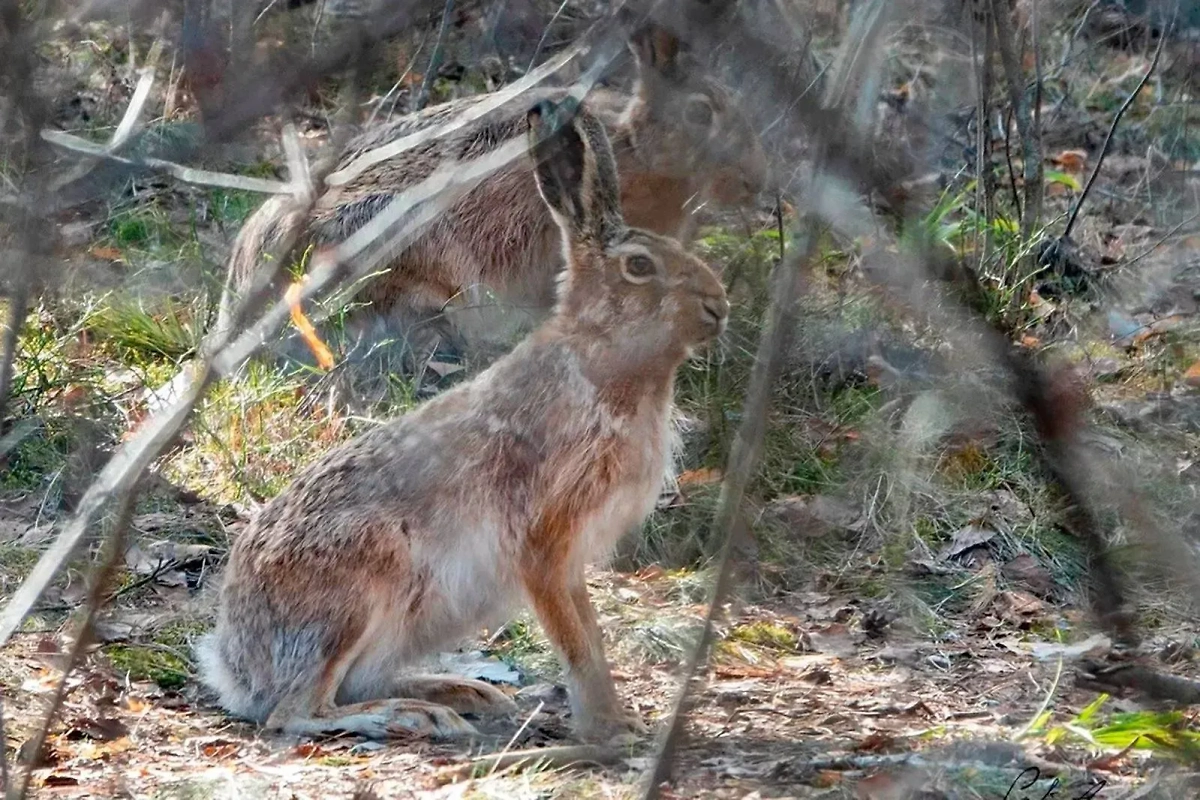 Заяц-русак. Фото © Пресс-служба Департамента природопользования и охраны окружающей среды города Москвы