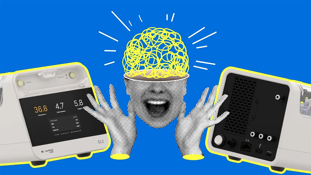 Компьютер, который работает на человеческих мозгах: мы и впрямь в XXI веке. Коллаж © Life.ru. Фото © Shutterstock / FOTODOM / hmorena, © corticallabs