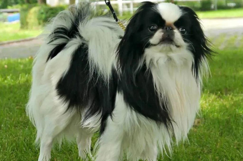 Японский хин. Фото © Wikipedia / Joliot