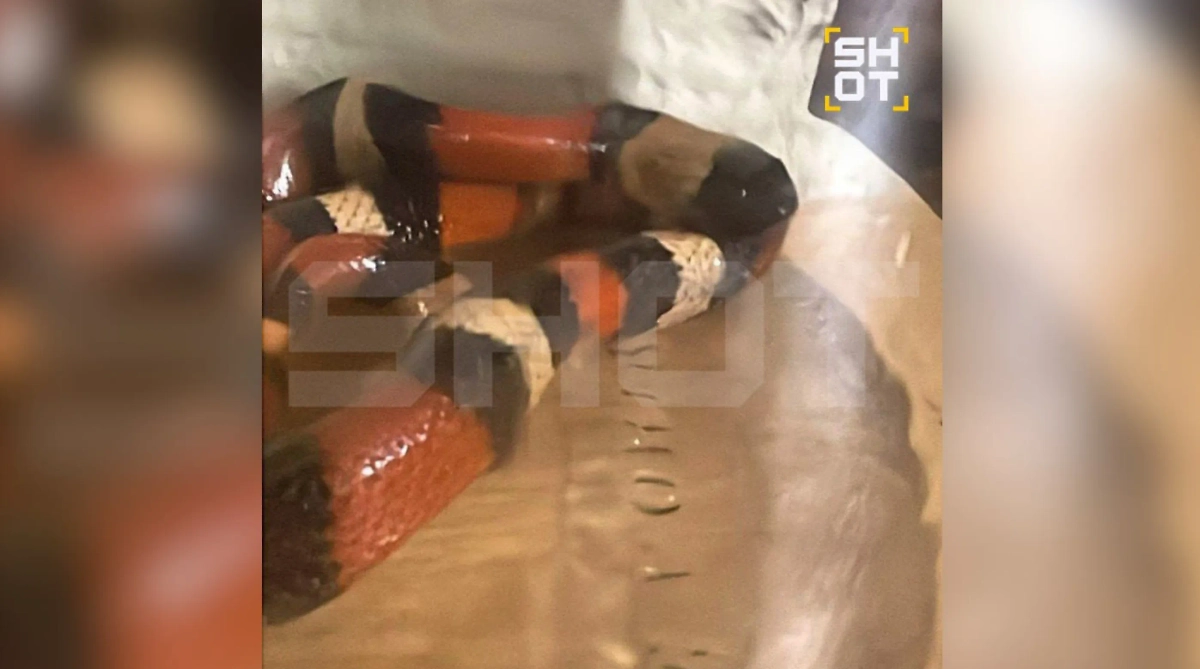 Змея, обнаруженная в лифте многоэтажного дома в Черёмушках. Фото © Telegram / SHOT