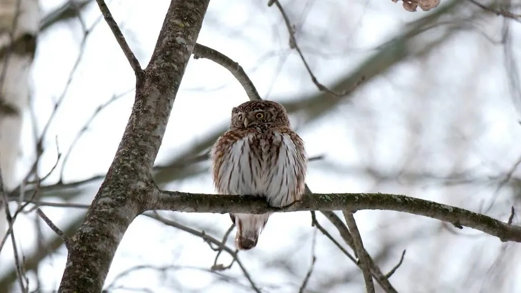 Воробьиный сыч — самая маленькая сова России. Обложка © Telegram / Павел Глазков 