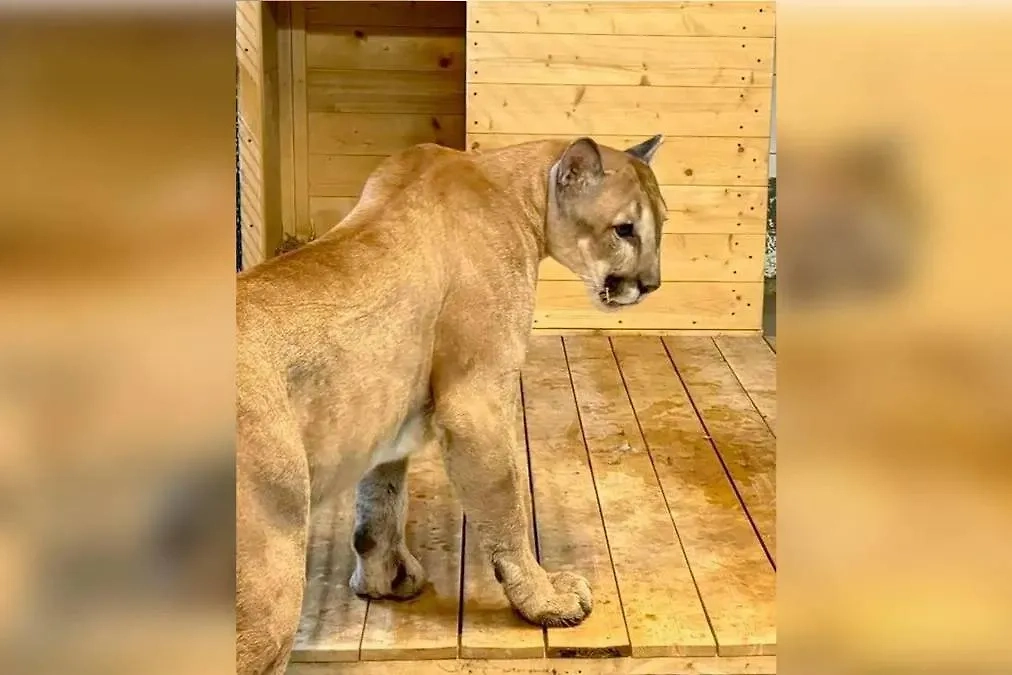 Пума Геркулес. Обложка © Предоставлено Life.ru