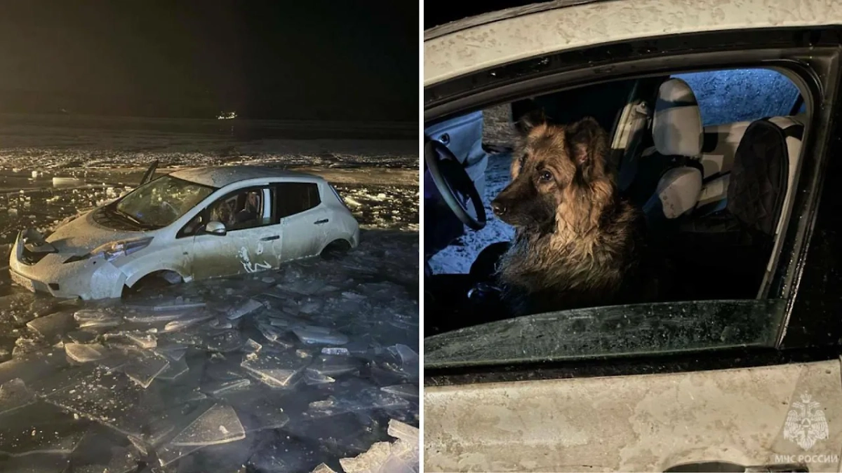 Пёс в тонущей машине. Обложка © МЧС России