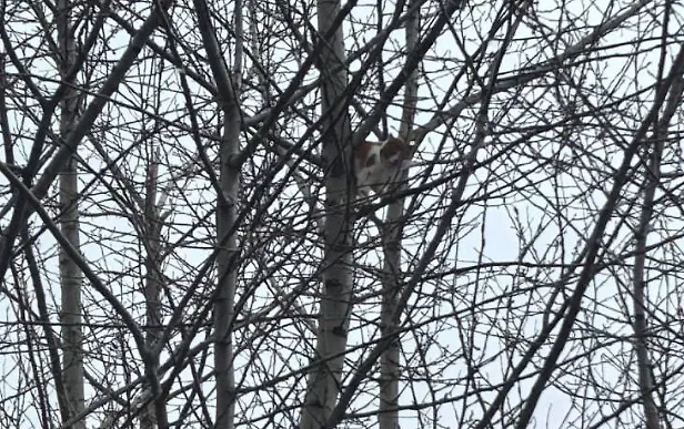 Кот на дереве. Обложка © VK / МЧС России