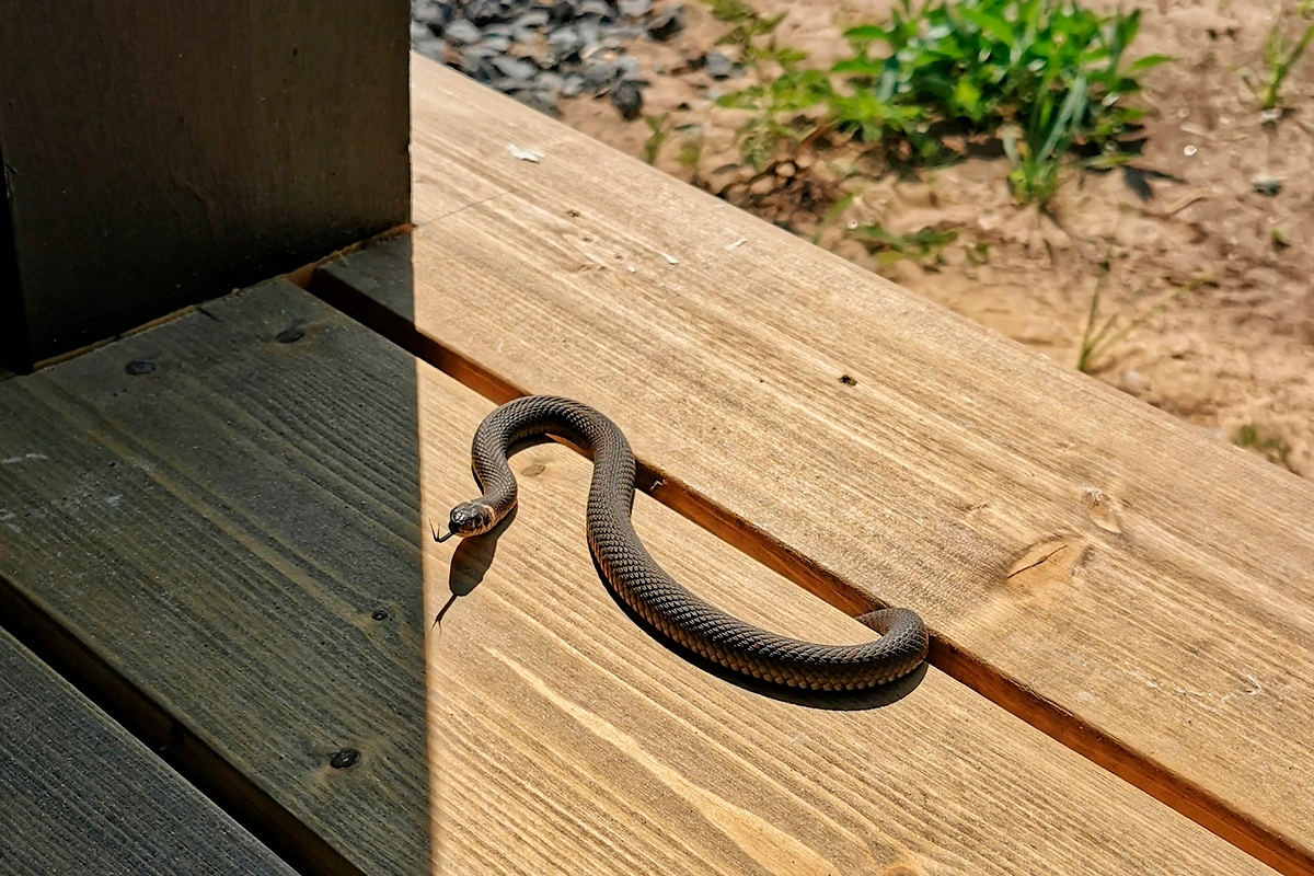 Какие змеи встречаются в России. Фото © Shutterstock / FOTODOM / Parasyusha