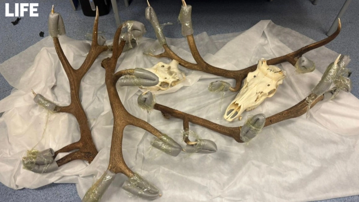 Таможенники изъяли 12 рогов и черепов оленя у иностранца, летевшего в Германию. Фото © Предоставлено Life.ru