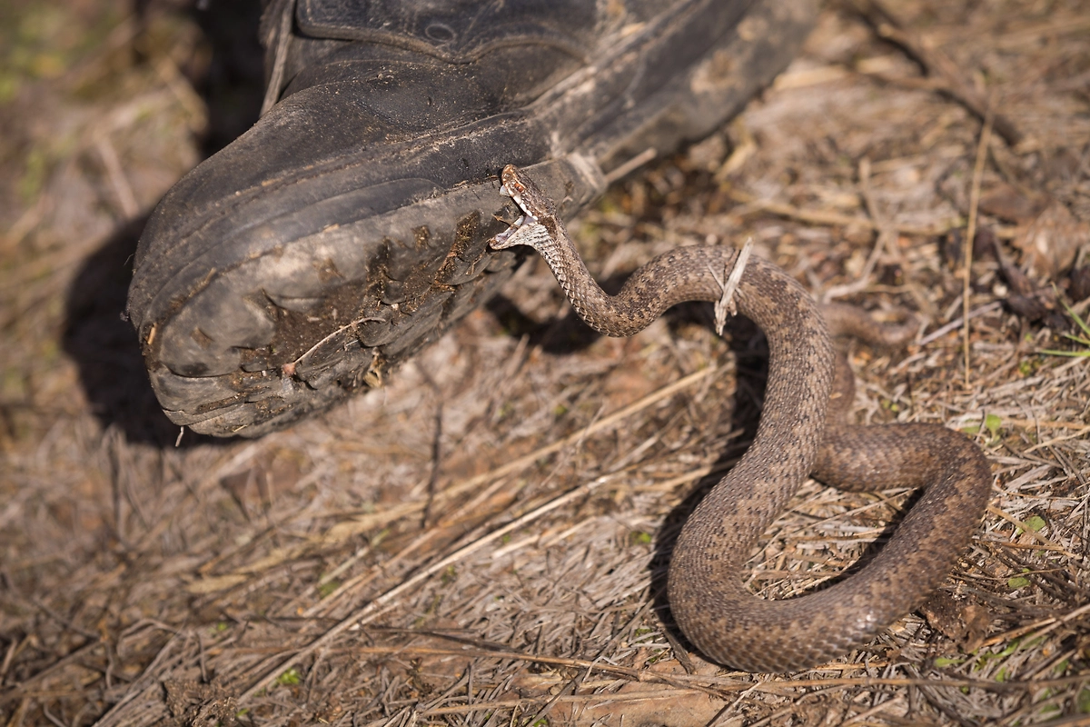 Как отличить гадюку от ужа. Фото © Shutterstock / FOTODOM / goodmoments