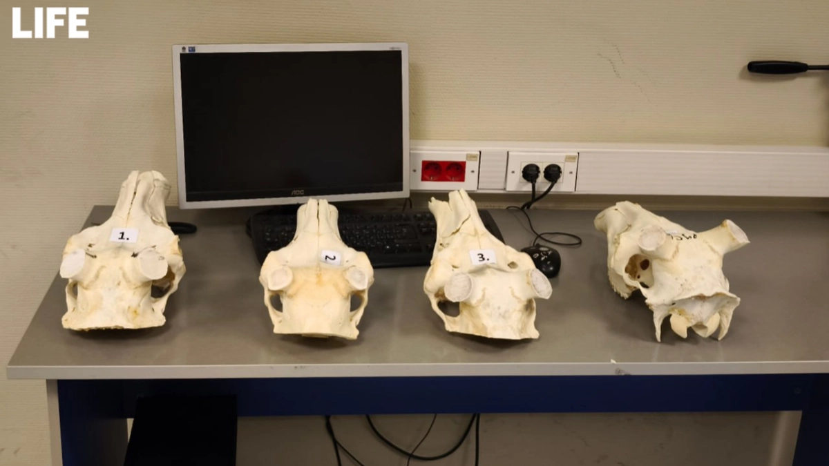 Таможенники изъяли 12 рогов и черепов оленя у иностранца, летевшего в Германию. Фото © Предоставлено Life.ru