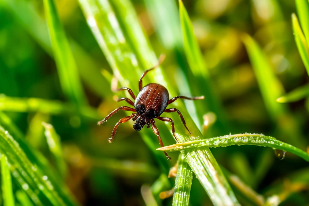 Сезон клещей 2026: что происходит в Москве и Московской области сейчас? Фото © Shutterstock / FOTODOM / Henrik A. Jonsson