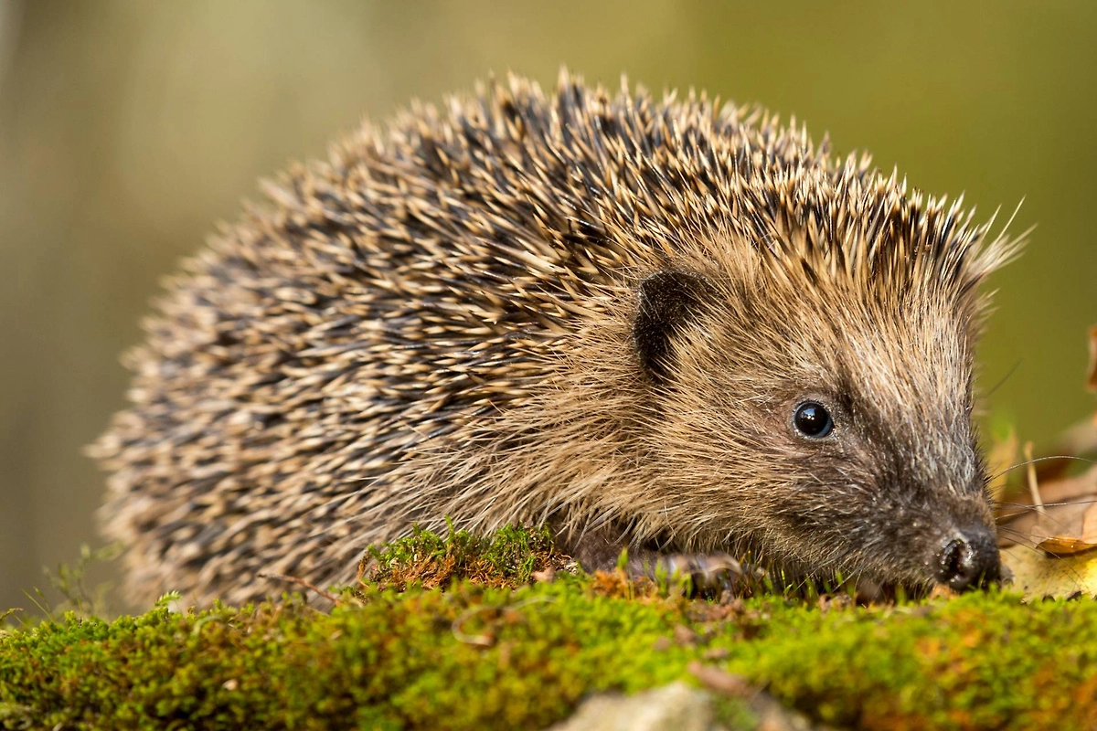 Естественные враги змей: ежи и другие хищники. Фото © Shutterstock / FOTODOM / Serenity Images23