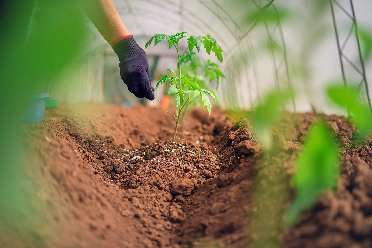Как спасти рассаду от заморозков — все советы. Фото © Shutterstock / FOTODOM / Valentin Valkov