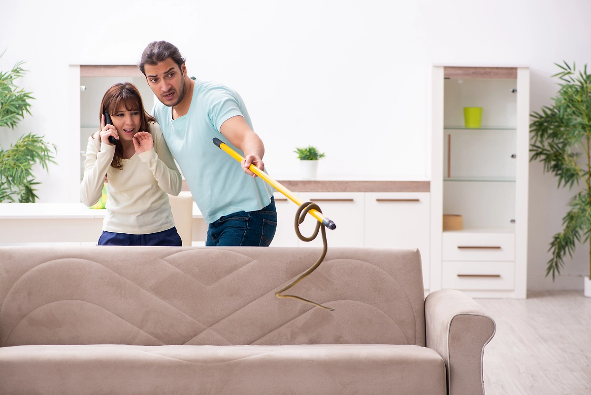 Что делать при встрече со змеёй — срочные меры. Фото © Shutterstock / FOTODOM / Elnur