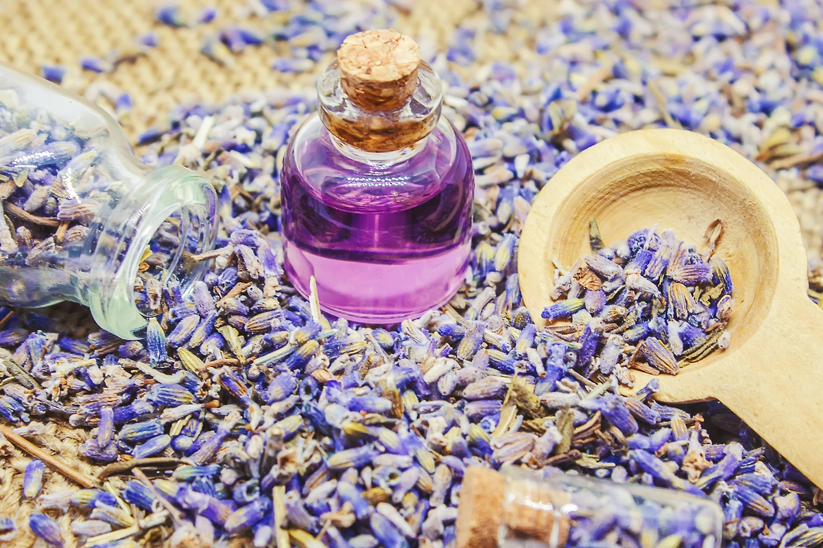 Народные средства от клещей на участке: топ-3 рабочих рецепта. Фото © Shutterstock / FOTODOM / Tatevosian Yana