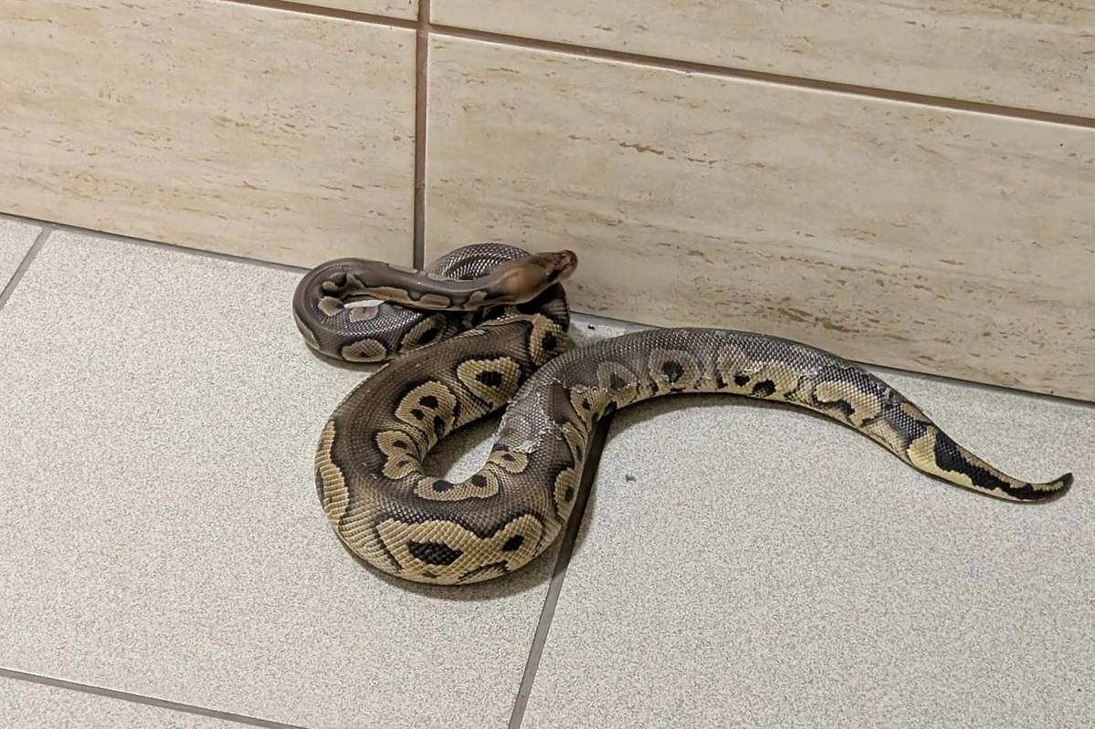 Изъятые королевские питоны. Фото © Policja Małopolska