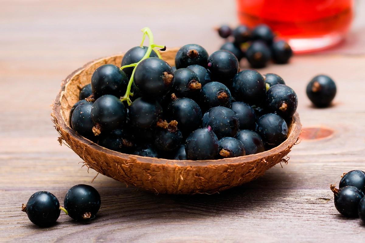 Почему в Америке запрещали выращивать чёрную смородину? Что такое гриб Cronartium ribicola и чем он опасен? Фото © Shutterstock / FOTODOM / Rui Elena