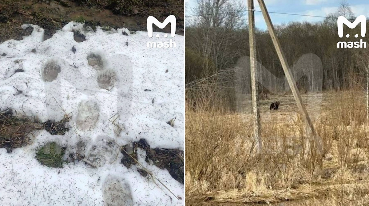 Животные бродят рядом с населёнными пунктами в Можайском, Шаховском и Талдомском районах. Фото © Telegram / Mash