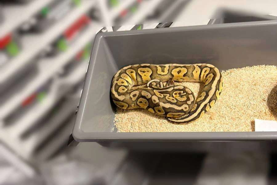 Изъятые королевские питоны. Фото © Policja Małopolska